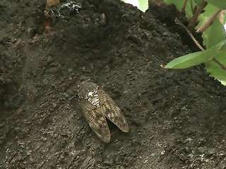 The Female Body Satisfaction Series 01 Asahime And Umekichi Mio Kimijima NIMA-007